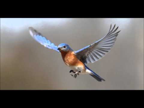 " Sinilind " - Raimond Valgre - esitaja  Arvo Pilliroog