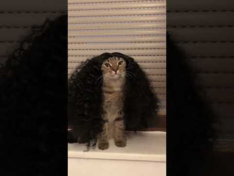 O GATINHO CUCURELLA É CARECA?! 😭 #shorts