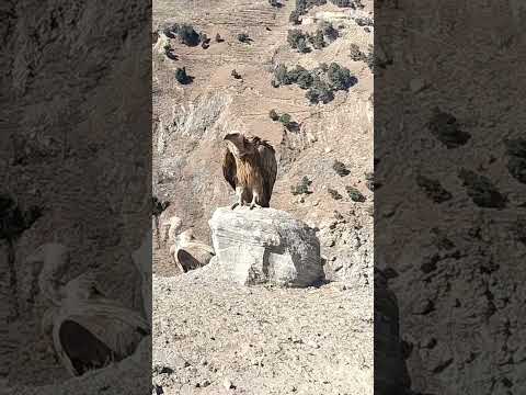 Himalayan Vulture #bird #himalayas