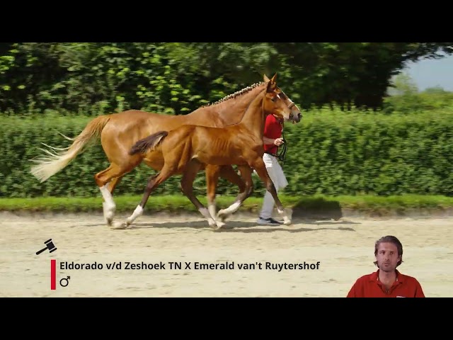 Eyedorado j&l DNL Z