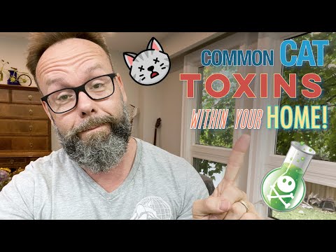 The Most Common Home Items That Are Toxic To Cats