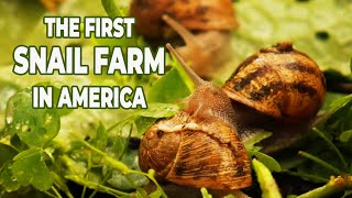 The First USDA-Certified SNAIL FARM in America | Peconic Escargot | The Daily Meal
