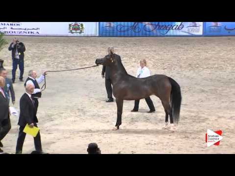 N.56 WIEZA MOCY - Paris 2015 - 4+ year old mares (Class CM3 A)