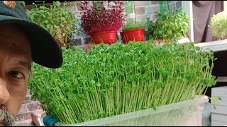 Major seed giveaways