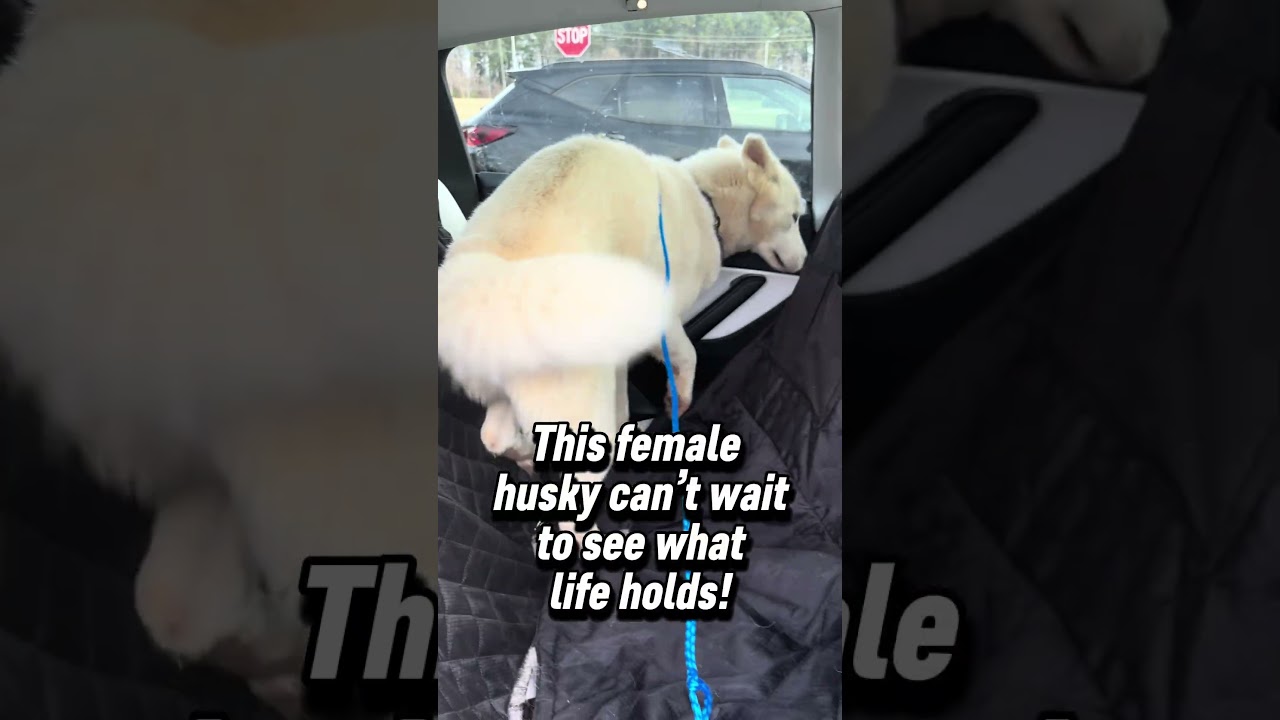 Enlarge Stella, a Adoptable mixed breed in Cumming, GA video 3/3