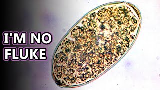 Liver Fluke facts: intestinal parasites  | Animal Fact Files