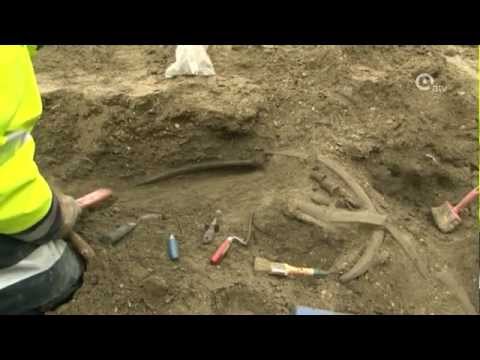 Walvis gevonden in Deurganckdoksluis