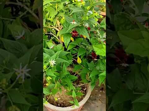 Vastu Benefits Of Parijat Plants  #tips #short #flats #numerology #vastushastra