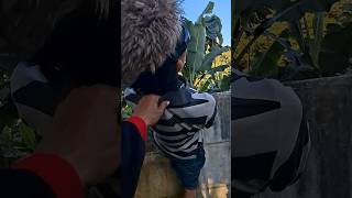 Download lagu jangan di tarik mang #trendingshorts #comedy mp3