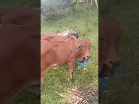 JG  FINCA GANADERA RONDON BOYACÁ