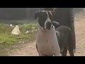 Dog Fight Chakwal Dog Lover Hazara