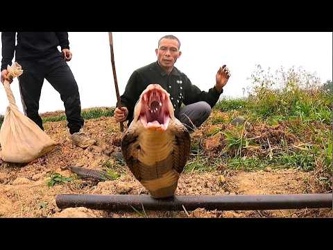 suffocation. Two brave young men fought a ferocious king cobra in the field