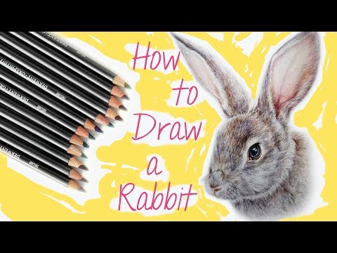 How to Draw a Rabbit with Colored Pencils