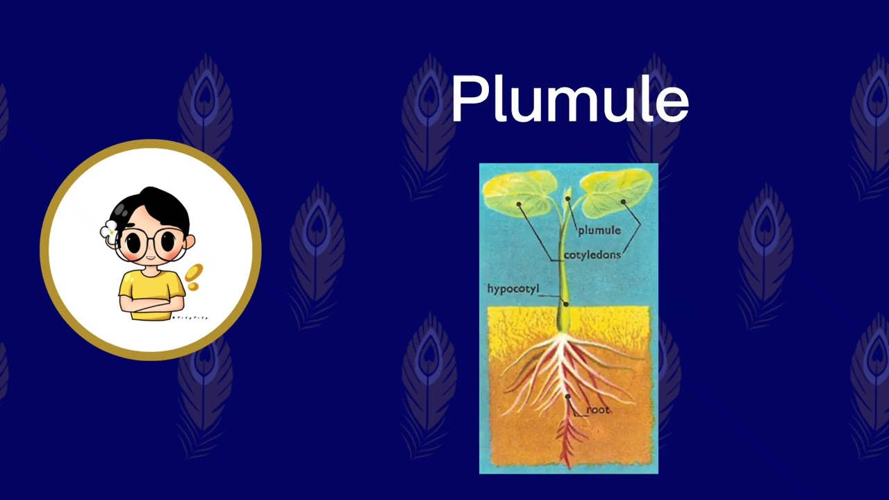 Lesson 13 - Epigeal Germination