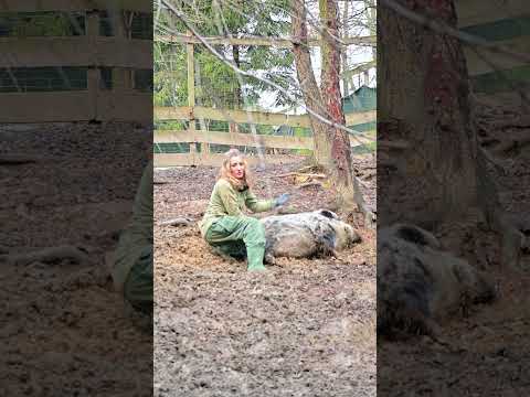 Dlaczego Aneta może sobie pozwolić na więcej 😁  #animals #zwierzaki #animalhelp #board #nature