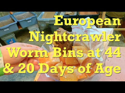 44- & 20-day ENC worm bins get fed after 10 days - vermicompost