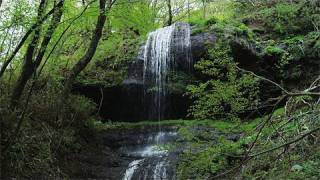 新緑の清流 Fresh Green and Clear Stream (Shot on RED ONE)