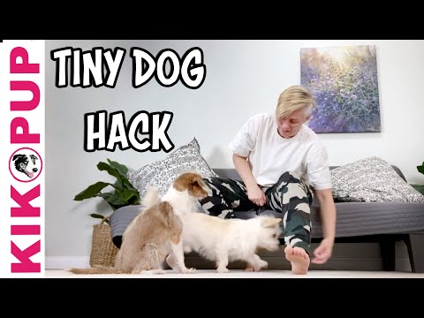 What is Clicker Training