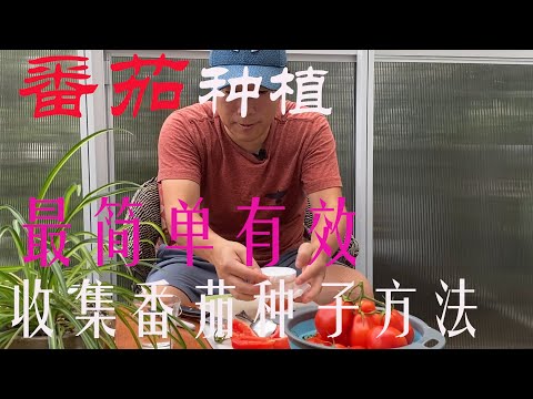 , title : '【渔耕笔记】种番茄 |  番茄/西红柿种植 留种最简单有效二个方法'
