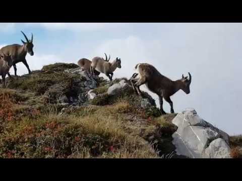 Gämsen am Niederhorn - Nahaufnahme