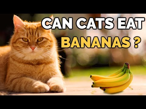 Can Cats Eat Bananas ? | Cat Diet Tips !! - YouTube