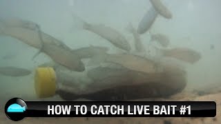 How To: Catch Live Bait | We Flick Fishing Videos