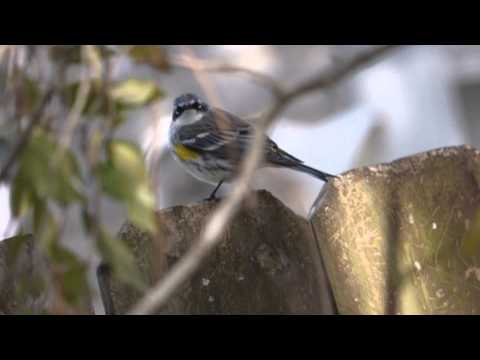 nature in my backyard episode 176 (HD)