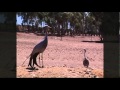 Newsroom: Is our national bird, the Blue Crane, facing extinction?