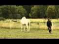 When Horses ATTACK A Compilation By Uberretroguy