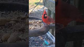 Graceful Wings #nature #birds #love