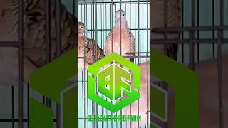 Download lagu Piyik Perkutut Bangkok Ring @sutajayabirdfarm mp3