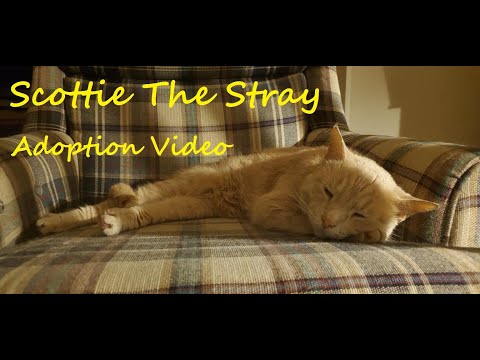 Adoption Video for Scottie