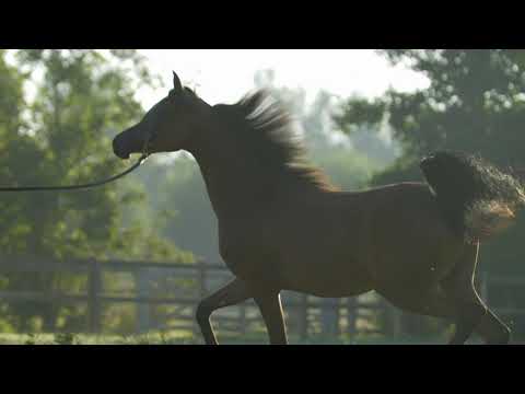 ⭐ FARAJJ'S GRACE SH ⭐ (EKS Farajj x Jolfa De Nautiac) - STC AUCTION 2022