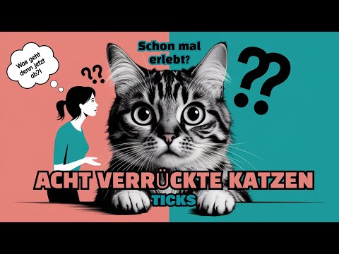 Die 8 verrücktesten KATZEN-TICKS – Erkennst du deine Katze wieder?
