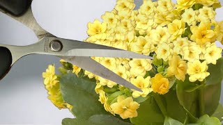 Haben Sie keine Angst davor! So erneuern Sie eine Kalanchoe für eine neue Blüte