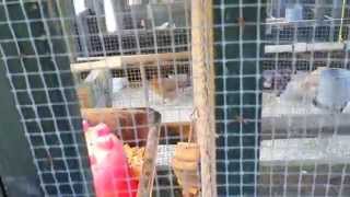 preview picture of video 'Porter Farm Chicken House Guided Tour'