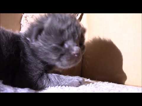 Kitten Opens Her Eyes for the First Time!