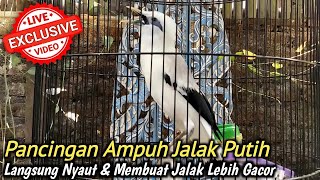 Download lagu PANCINGAN BURUNG JALAK PUTIH MACET BUNYI mp3