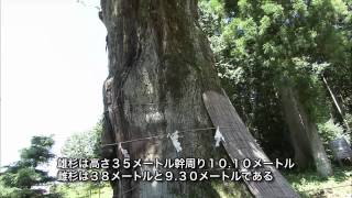 preview picture of video '岐阜県の巨木・銘木03　久津八幡神社の夫婦スギ'