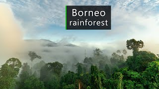 Download lagu In the jungles of Borneo - Rainforest sounds mp3