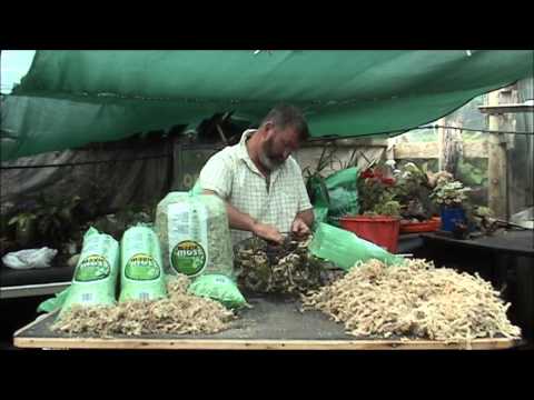 Magic Moss Hanging Flower-basket