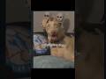 SkinWalker Disguised As Animals PRT 07 Viral Ytshorts Skinwalker Youtube
