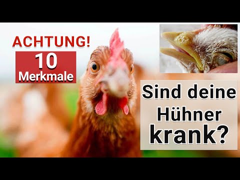 Hühner-Krankheiten erkennen ! Die BESTEN Gesundheits-TIPPS für deine Hühner 🐔 Hühnerhaltung