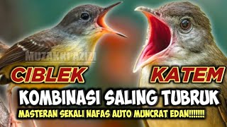 Download lagu SALING TUBRUK!!! KOMBINASI CIBLEK KRISTAL VS KATEM || KAPAS TEMBAK GACOR || CIBLEK KRISTAL GACOR mp3 Download lagu SALING TUBRUK!!! KOMBINASI CIBLEK KRISTAL VS KATEM || KAPAS TEMBAK GACOR || CIBLEK KRISTAL GACOR mp3
