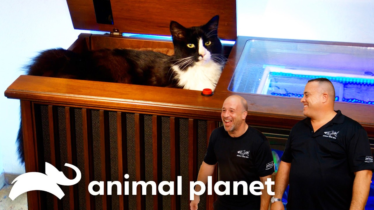 A Fish Tank Fit for a KITTEN! | Tanked | Animal Planet