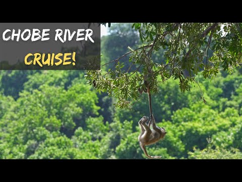 Chobe River Cruise | Self Drive 4x4 Botswana | Chobe4x4 | Ep 7