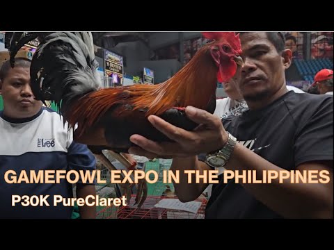 Sold again at Expo P30K Claret - Melsims Grey 5k Sweater White Kelso