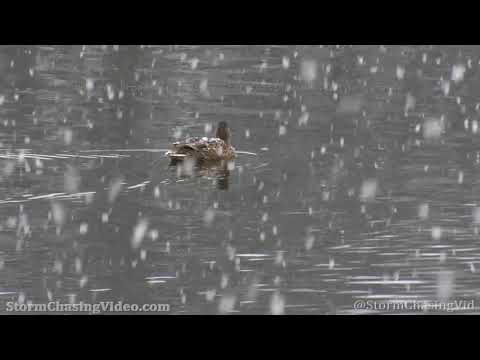 Heavy Snow, Rice Lake, WI - 11/16/2020