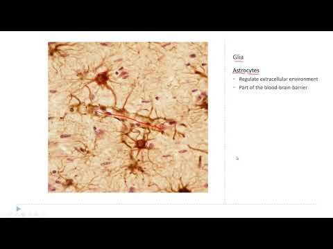 OSSM Neuro Chapter 2 - Glia
