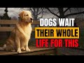 8 Secret Acts of Love Your Dog Dreams You’ll Do